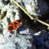 Pyrrhocoris apterus