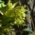 Plante sauvage