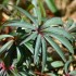Plante sauvage