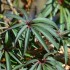 Plante sauvage