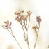 Plantes sèches (3)