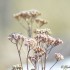 Plantes sèches (3)