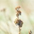 Plantes sèches (3)