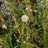 Plantes sèches (3)