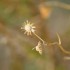 Fleurs séchées (4)