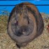 Lapin