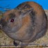 Lapin