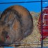 Lapin