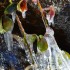 Feuilles gelées