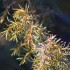 Buisson sauvage