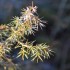Buisson sauvage