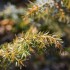 Buisson sauvage