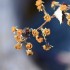 Plantes sèches (4)
