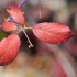 Plantes sèches (4)
