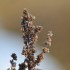 Plantes sèches (4)
