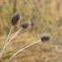 Plantes sèches (4)