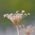 Plantes sèches (5)