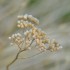 Plantes sèches (5)