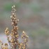 Plantes sèches (5)