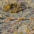 Cerfs et biches