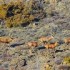 Cerfs et biches