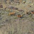 Cerfs et biches
