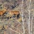 Cerfs et biches