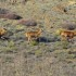Cerfs et biches
