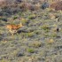 Cerfs et biches