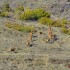 Cerfs et biches