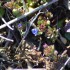 Premières fleurs