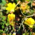 Premières fleurs