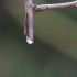 la pluie