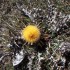 Cardabelle (Carlina acanthifol