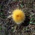 Cardabelle (Carlina acanthifol