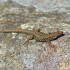 Un lezard