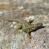 Un lezard