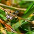 Les insectes