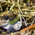 Les insectes