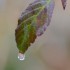 Goutte d'eau
