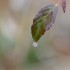 Goutte d'eau