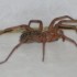 Une araignée