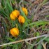 Crocus