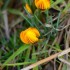 Crocus