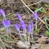 Crocus