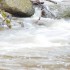 La rivière (4)