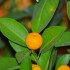 Mandarine