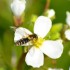 Insecte