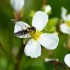 Insecte