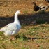 Oies et canards